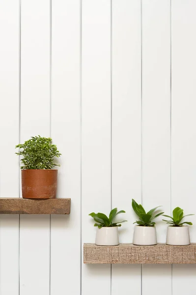 stock image Houseplant -Front view of Indoor Pot plants over white background on the wooden shelf.