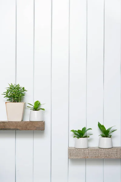 Houseplant Front View Indoor Pot Plants White Background Wooden Shelf — Stock Photo, Image