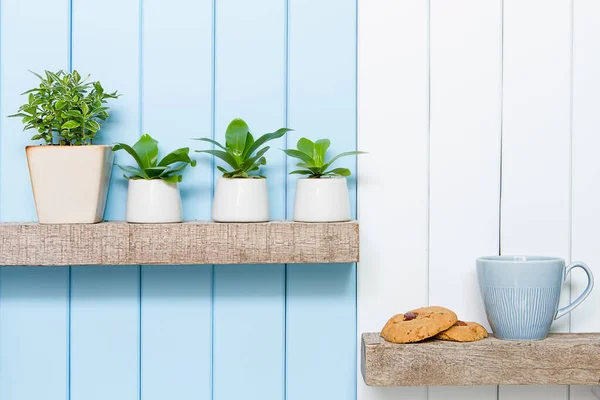Houseplant Vorderseite Der Indoor Pot Plants Kaffeetasse Und Kekse Auf — Stockfoto