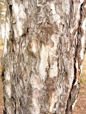 Ahşap doku. Ahşap arka plan.