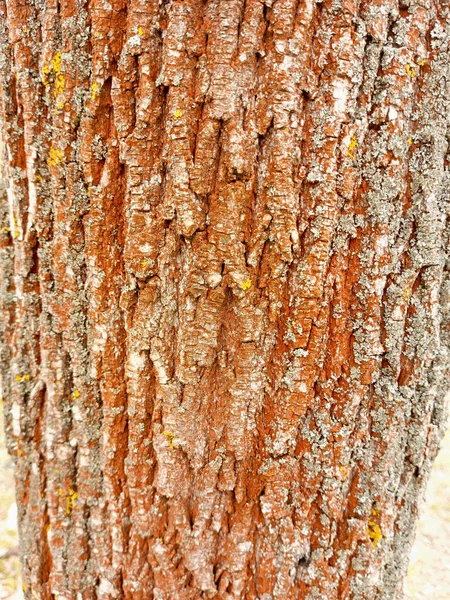 Texturu Dřeva Dřevěné Pozadí Royalty Free Stock Fotografie