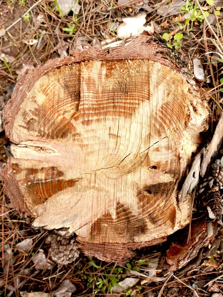 Pahýl Struktura Dřeva Les Pahýl Lese Dřevěný Interiér Stock Snímky