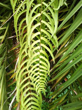 Close of brown dried pine fruits on the rock around green grass