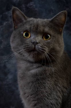 Sevgili 7 aylık İngiliz kedi yavrumuz Gray 'in Macro fotoğrafçılığı. 