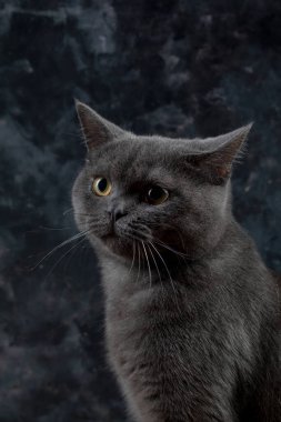 Sevgili 7 aylık İngiliz kedi yavrumuz Gray 'in Macro fotoğrafçılığı. 