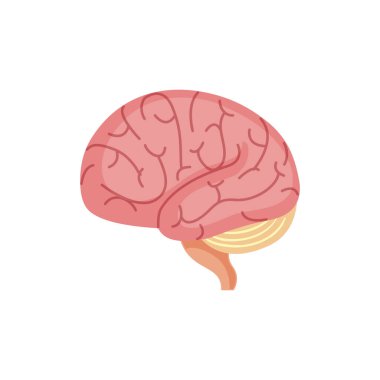 Art Illustration Design Concept Anatomy Body Human Symbol Icon Logo Realistic Of Brain
