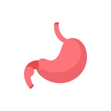 Art Illustration Design Concept Anatomy Body Human Symbol Icon Logo Realistic Of Stomach
