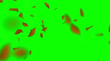 4K Animasyon Video Arkaplan Hareketi Grafiksel Resim Düşen Yapraklar Canlandırması
