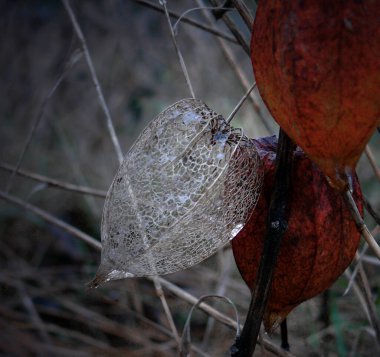 Dry plant in the winter