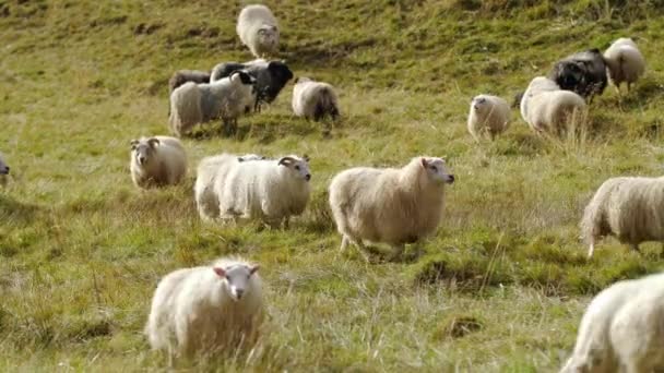 成群的羊在山间和大厅之间的田野上行走 它们是可爱的动物 — 图库视频影像