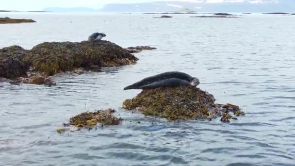 Sjölejon Nära Vatten Klippan Island Skyddade Marina Däggdjur Naturlig Miljö — Stockvideo