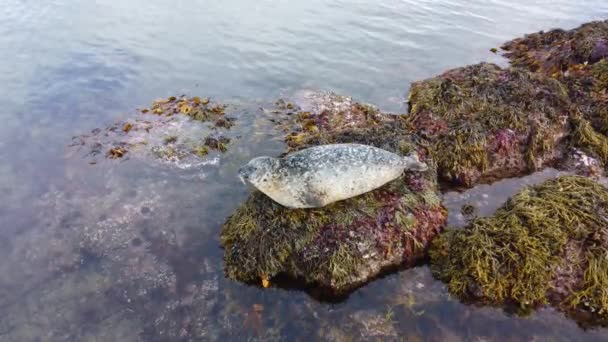 Sea Lion Water Rock Iceland Protected Marine Mammals Natural Habitat — Stock Video