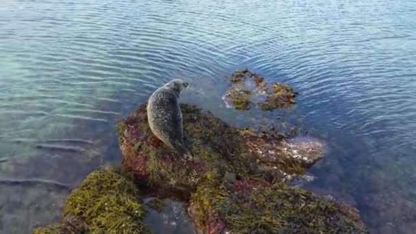 Seelöwe Wassernähe Auf Einem Felsen Island Geschützte Meeressäuger Natürlichem Lebensraum — Stockvideo