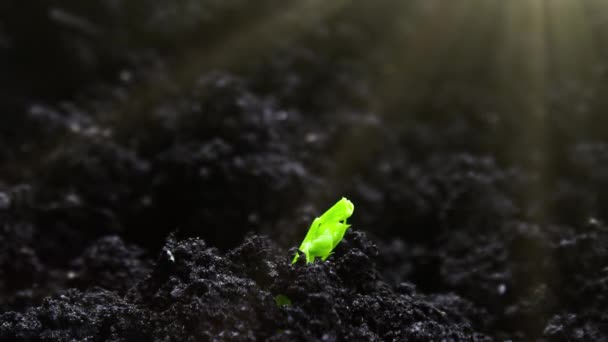 Growing Plants Time Lapse Sprouts Germination Newborn Plant High Quality — Stock Video