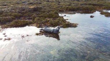 Deniz aslanı, İzlanda 'daki kayalıklarda suyun yanında. Doğal ortamdaki deniz memelilerini korudu. Yüksek kalite 4k görüntü