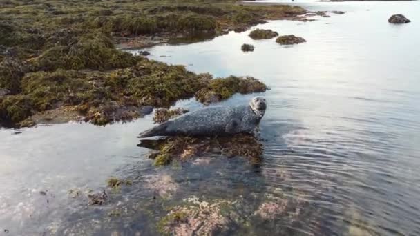 Seelöwe Wassernähe Auf Einem Felsen Island Geschützte Meeressäuger Natürlichem Lebensraum — Stockvideo