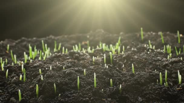 식물을 재배하는 Sprouts Germination Newplant 고품질 — 비디오