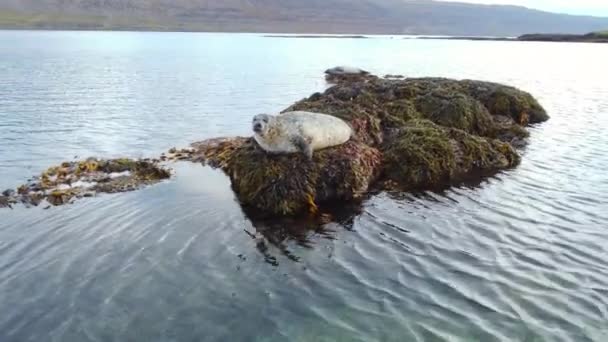 アイスランドの岩の上の水に近いアシカ自然生息地で海洋哺乳類を保護します 高品質4K映像 — ストック動画