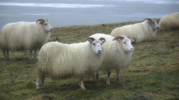 8K美丽的大自然 冰岛的绵羊 冬季雪天的家畜群 山脉和山丘之间的田野 10位分级日志 — 图库视频影像