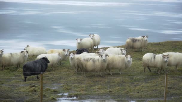 Piękna Przyroda Owce Islandii Stado Zwierząt Domowych Zimie Śnieżnej Pogody — Wideo stockowe