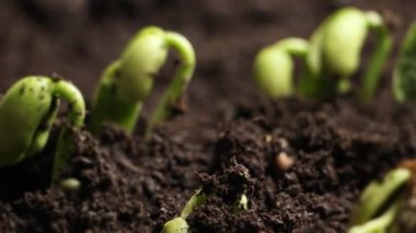 Topraktan yavaşça büyüyen yeşil bir bitki. Yüksek kalite 4k görüntü