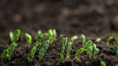 Topraktan yavaşça büyüyen yeşil bir bitki. Yüksek kalite 4k görüntü