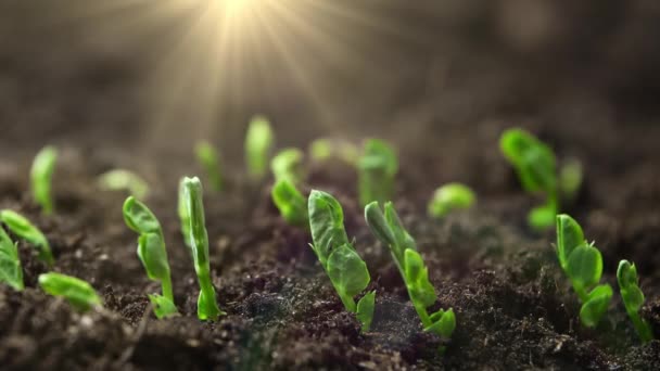 Uma Planta Verde Crescendo Lentamente Diretamente Solo Imagens Alta Qualidade — Vídeo de Stock