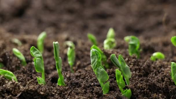 土壌からゆっくりと成長する緑の植物 高品質4K映像 — ストック動画