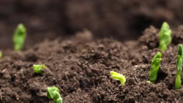 Zielona Roślina Powoli Rośnie Bezpośrednio Gleby Wysokiej Jakości Materiał — Wideo stockowe