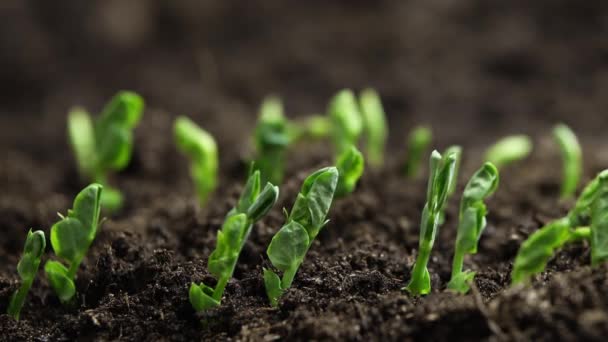 Zielona Roślina Powoli Rośnie Bezpośrednio Gleby Wysokiej Jakości Materiał — Wideo stockowe