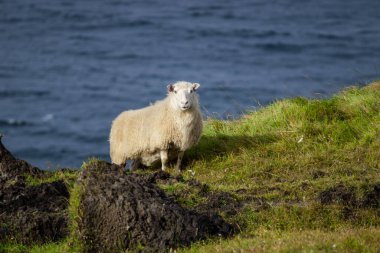 İzlanda koyunları okyanus yakınlarındaki çayırlarda otlar. Saf kuzey doğasındaki evcil hayvanlar grubu. Yüksek kalite fotoğraf