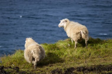 İzlanda koyunları okyanus yakınlarındaki çayırlarda otlar. Saf kuzey doğasındaki evcil hayvanlar grubu. Yüksek kalite fotoğraf