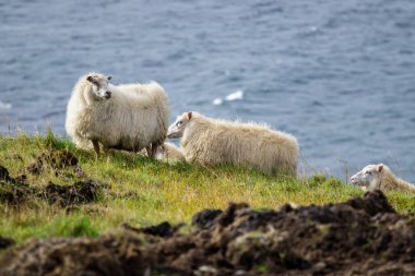 İzlanda koyunları okyanus yakınlarındaki çayırlarda otlar. Saf kuzey doğasındaki evcil hayvanlar grubu. Yüksek kalite fotoğraf