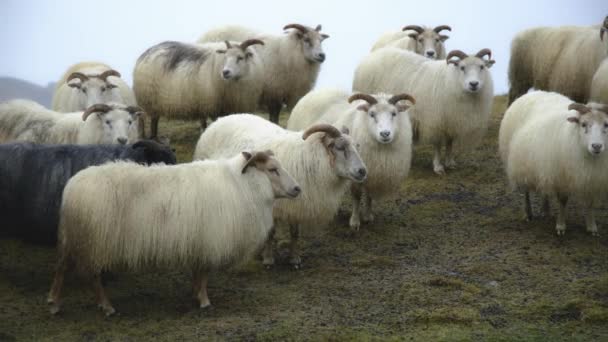Owce Islandii Stado Zwierząt Domowych Zimie Snowy Pogoda Piękna Natura — Wideo stockowe