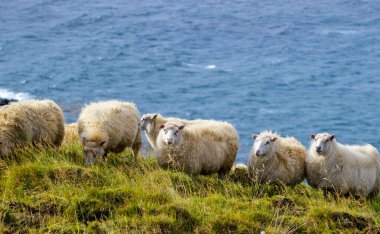 İzlanda koyunları okyanus yakınlarındaki çayırlarda otlar. Saf kuzey doğasındaki evcil hayvanlar grubu. Yüksek kalite fotoğraf