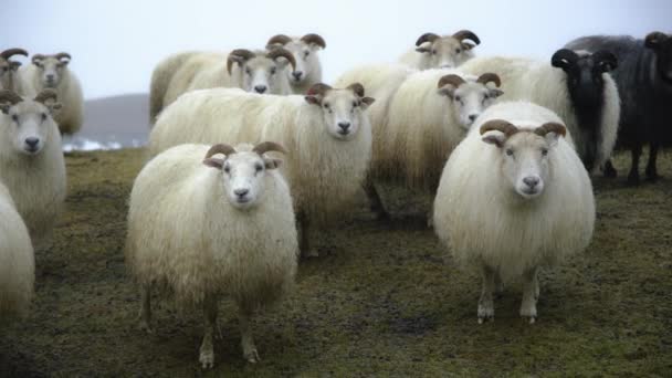 Owce Islandii Stado Zwierząt Domowych Zimie Snowy Pogoda Piękna Natura — Wideo stockowe