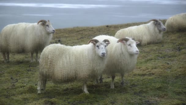 冰岛的羊 冬季雪天的畜群 美丽的自然山野 在8K内开枪 — 图库视频影像
