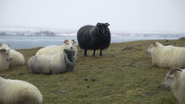 Juh Izlandon Házi Állatok Csordája Téli Havas Időjárás Gyönyörű Természet — Stock videók
