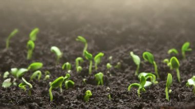 Zamanda yetişen bitkiler, filizlenen filizler yeni doğan bitkiler. Yüksek kalite 4k görüntü