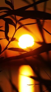 Vertical Screen: Sunset or Sunrise in the Yellow Sky. Big Bright Sun Moves in Sky. Awesome Time Lapse Landscape of Sky and Clouds with Amazing Colours. Vibrant Warm Color. Shot for Social Media.