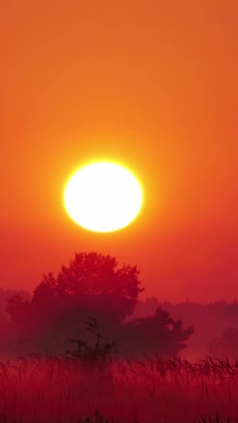Vertical Screen Sunset Sunrise Yellow Sky Big Bright Sun Moves — Stockvideo
