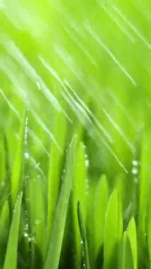 Vertical Screen: Fresh Morning Water Dew Drops on Green Grass Lit by the Sun and Blowing in the Wind. Wet Rainy Weather in the Middle of Spring. Pure Nature, Shot for Social Media.