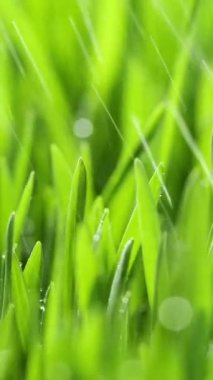 Vertical Screen: Fresh Morning Water Dew Drops on Green Grass Lit by the Sun and Blowing in the Wind. Wet Rainy Weather in the Middle of Spring. Pure Nature, Shot for Social Media.