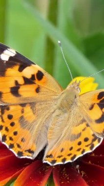 Vertical screen: Beautiful Big Butterfly Sits on a Flower and Moves Its Wings. Sunny Morning in the Countryside. Butterfly with Beautiful Pattern on Wings Eats Flower Nectar. Shot for Social Media.