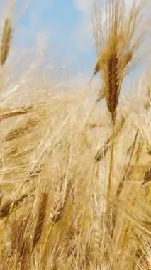 Vertical Screen: Wheat Field, Ears of Rye Swaying from the Gentle Wind. Golden Ears are Slowly Swaying in the Wind close-up. View of Ripening Wheat Field at Summer Day. Agriculture Industry. 1080x1920