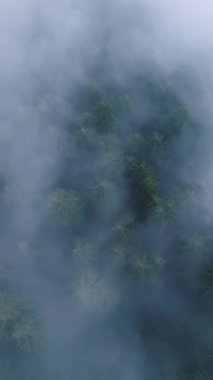 Vertical Screen: Aerial Drone Footage Over Dense European Forest in Foggy Weather. Beautiful Untouched and Pristine Natural Landscape with Green Coniferous Trees in Clouds at Morning Time.