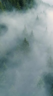 Vertical Screen: Aerial Drone Footage Over Dense European Forest in Foggy Weather. Beautiful Untouched and Pristine Natural Landscape with Green Coniferous Trees in Clouds at Morning Time.