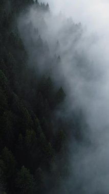 Vertical Screen: Aerial Drone Footage Over Dense European Forest in Foggy Weather. Beautiful Untouched and Pristine Natural Landscape with Green Coniferous Trees in Clouds at Morning Time.