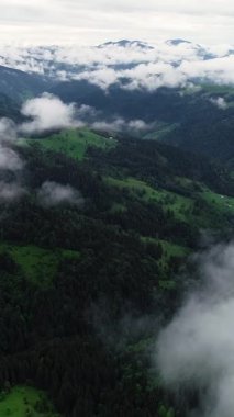 Vertical Screen: Aerial Drone Footage Over Dense European Forest in Foggy Weather. Beautiful Untouched and Pristine Natural Landscape with Green Coniferous Trees in Clouds at Morning Time.
