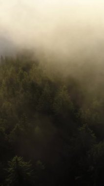 Vertical Screen: Aerial Drone Footage Over Dense European Forest in Foggy Weather. Beautiful Untouched and Pristine Natural Landscape with Green Coniferous Trees in Clouds at Morning Time.